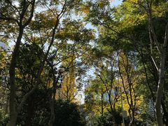 -陆家嘴中心绿地