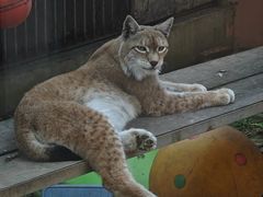 -青藏高原野生动物园