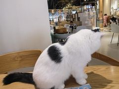 -藏猫猫咖啡主题馆(中央大道店)