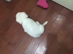 -甄爱宠物医院(疏影路店)