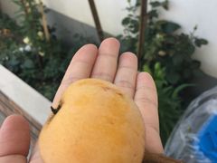 -西山樟坞健康果园枇杷杨梅采摘