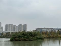 -三垟湿地