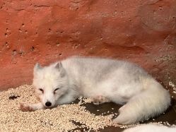 -Zoolung Zoolung动物主题公园(海信广场店)