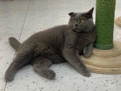 -喵园·猫主题咖啡厅·撸猫·猫咖(国贸店)