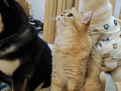 -柴迷FANS CLUB·柴犬狗咖·猫咖