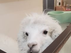 -Honey Bacca 哈尼芭卡高端萌宠(朝阳大悦城店)