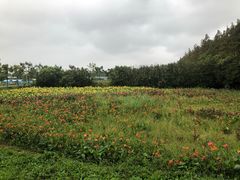 -上海长兴岛郊野公园