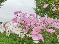 -花开海上生态园