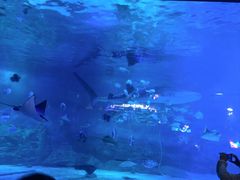 -烟台海昌鲸鲨海洋公园