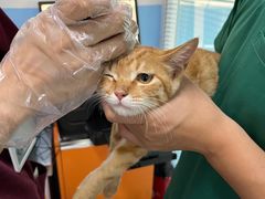 -瑞派福兴宠物医院犬猫全科·骨科·中西医结合(河东店)