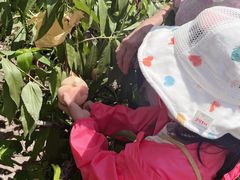 -南汇新场正宗水蜜桃采摘