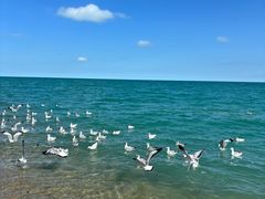 -青海湖国家重点风景名胜区