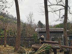 -都江堰中华大熊猫苑