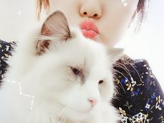 -鼓捣猫呢主题猫咖店