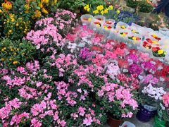 -双季花艺园艺市场(浦东店)