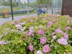 -西海子公园