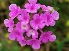 -奉浦四季生态园