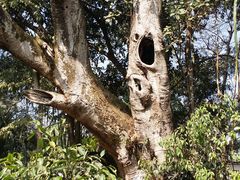 -瑞丽独树成林风景区