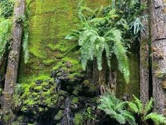 -深圳仙湖植物园