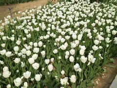 -石家庄市植物园
