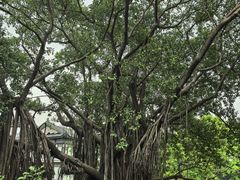 -荔湾湖公园