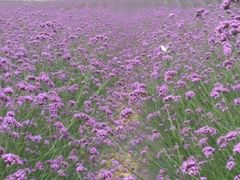 -紫颐香薰山谷景区