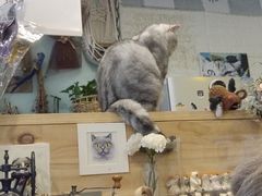 -平行世界·猫咖(首经贸店)
