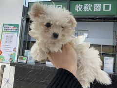 -派美特宠物医院·核磁CT·骨科肿瘤·疑难转诊(沈农禾丰店)