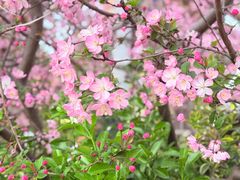 -南汇桃花村
