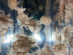 -大阪海游馆