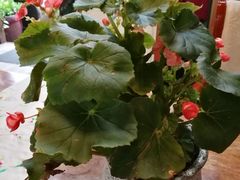 -漫渡庄绿岛花园•隐世庭园菜(滨湖店)