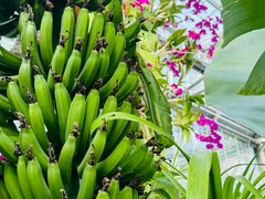 -国家植物园南园