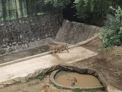 -深圳野生动物园