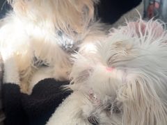 -佳雯宠物医院·皮肤科·内外科(春晓路分院)