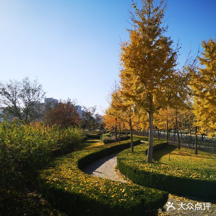 大郑州也有辣么美的落叶🍂