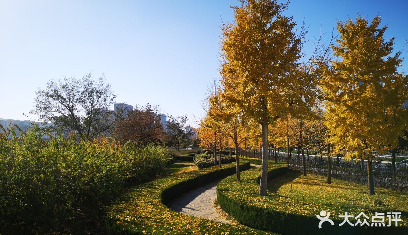 大郑州也有辣么美的落叶🍂