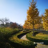 大郑州也有辣么美的落叶🍂