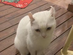 -有猫主题·治愈系猫咖(曾厝垵店)