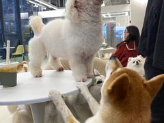 -怪兽屋·羊驼·猫咖·狗咖(俊华广场店)