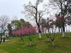 -月湖风景区