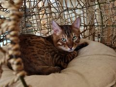 -猫腻·猫咖·撸猫馆(星光大道店)