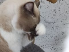 -喵园·猫主题咖啡厅·撸猫·猫咖(国贸店)