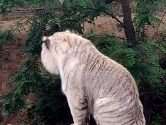 -青岛森林野生动物世界