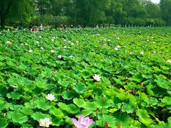 -莲花池公园