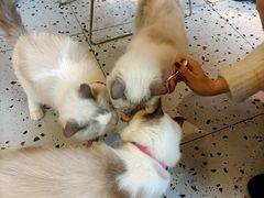 -喵喵咪呀布偶猫咖(春熙路店)