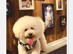 -百好乐宠物友好餐厅(朝外大街店)