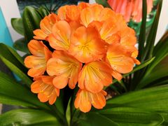 -北京植物园-展览温室