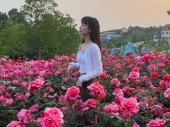 -大塘金香草谷