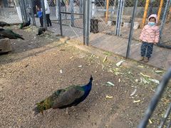 -长白岛森林公园