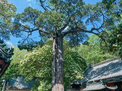 -青岛崂山太清宫